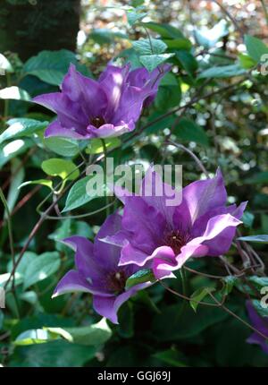 Clematis - `The President' AGM   CLE044011